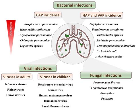 antibiotic impact mycoplasma testing|Clinical Overview of Mycoplasma pneumoniae Infection.